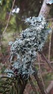 silver lichen on a pine