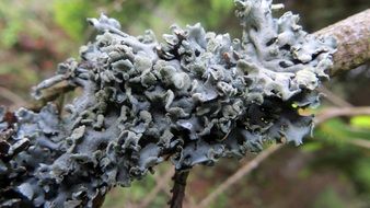 gray moss on a branch close-up