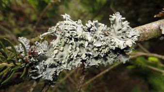 Lichen Road Conifer