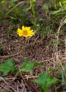 yellow small Flower