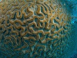 Brain Of Macro Coral Reefs