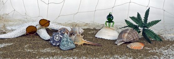 sea shells and sunglasses lie on the beach