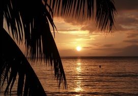 Sunset Palm Trees Beach Golden