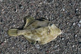 Picture of the fish on a beach, tenerife, el medano