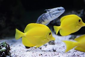 Tropical Fish Yellow