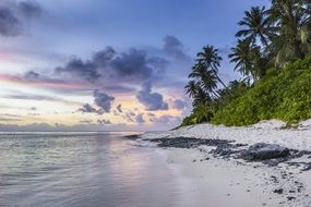 coastline near the rainforest