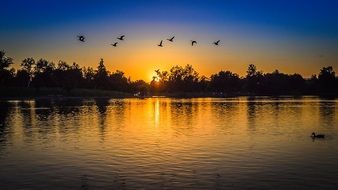 Ducks fly over the lake