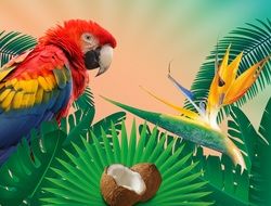 graphic image of the tropics