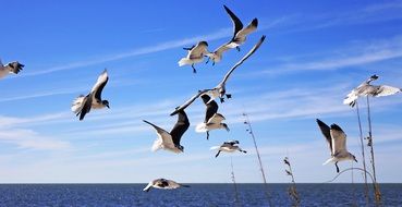 seagulls fly over the water