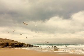 seagulls over the ocean coast on a cloudy day