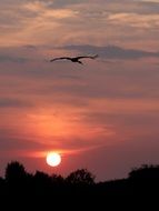 Sun Stork Sky Cloud Red