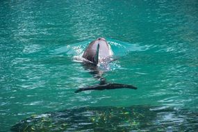 wild dolphin swims in clear water