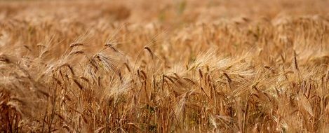 field with dry ripe wheat