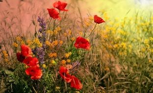 poppies red this is wild flowers