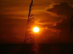 nice-looking red Sun