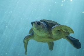 Sea Turtle swiming Underwater