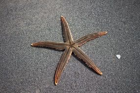 starfish in the sand
