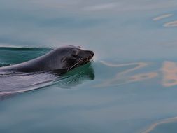 head of a sea lion above the surface of the water at sunset