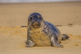 seal in the sand