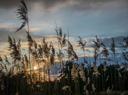 reed ears on sunset background