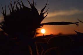 silhouette of a sunflower against a sunset