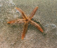 orange starfish on a sandy beach