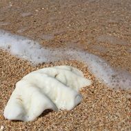 fascinating Beach Shell