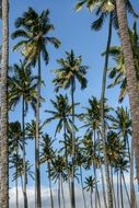 tall palm trees in Hawaii, USA