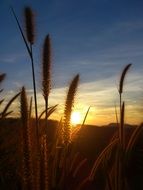 silhouettes of flowering grass at sunset light