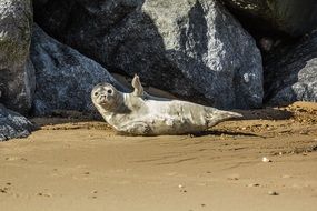 Seal Cub Beach