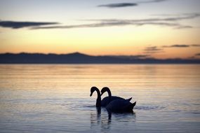swans on a lake at dusk