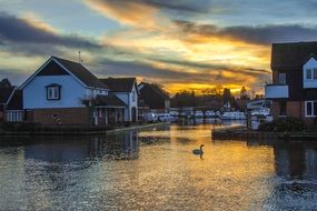 swan in the river at sunset, wroxham