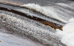 Salmon Fish Run