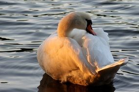 lovely Swan