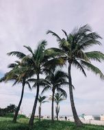 Beautiful landscape with the tropical palm trees