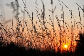 sunset sun behind a reed