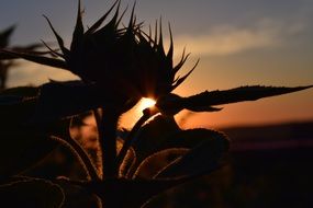 big sunflower against the evening sky