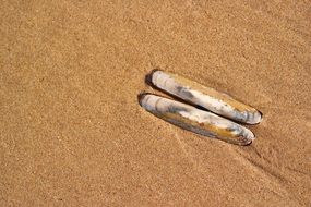 seashell in the sand on the beach