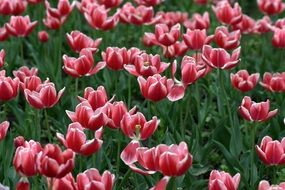 meadow with pink tulips