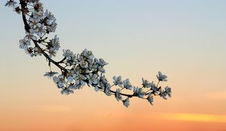 charming Flowers Branch