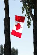 canadian flag is hanging on a tree