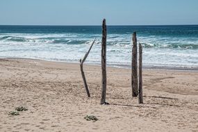 driftwood on a seaside beach