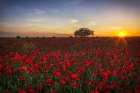 Red Poppy field at the sunset light