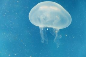 white jellyfish in the blue water of the ocean