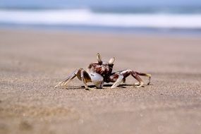 crab in the sand by the ocean