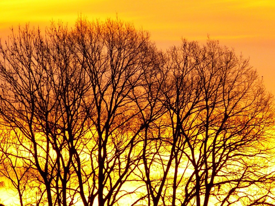 Winter gold Sunrise