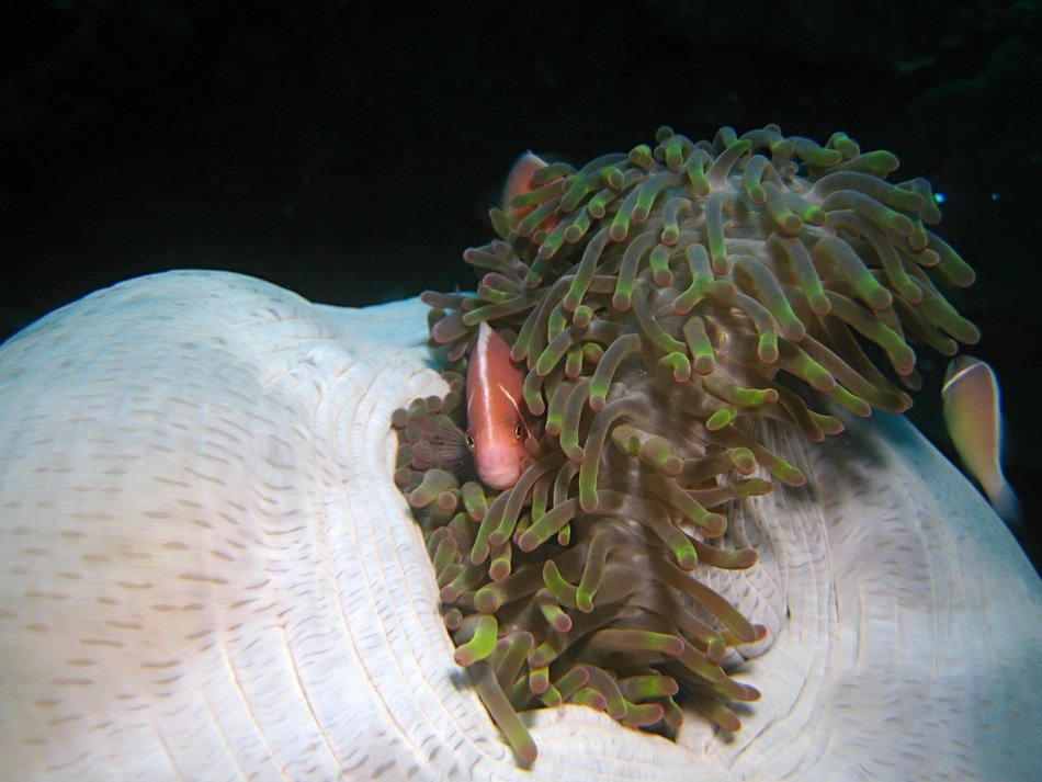 clown fish in reefs in Indonesia