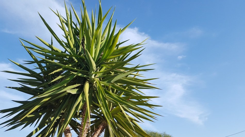 palm leaves against the blue sky