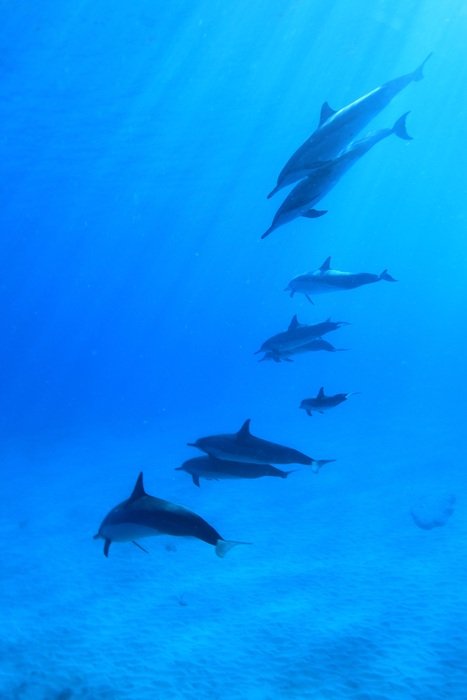 Dolphins Underwater