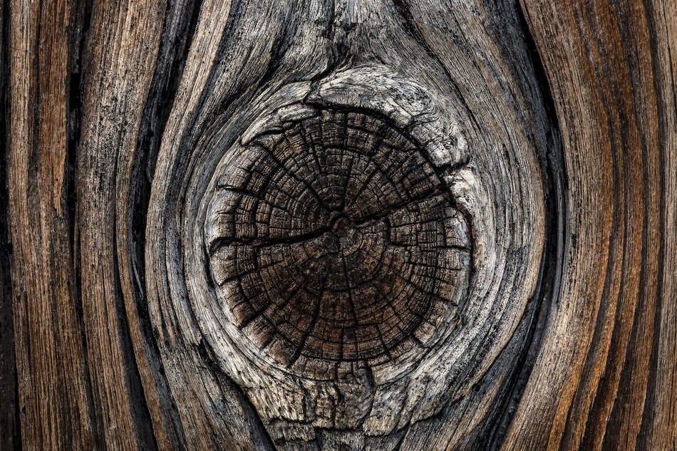 recesses in a tree trunk